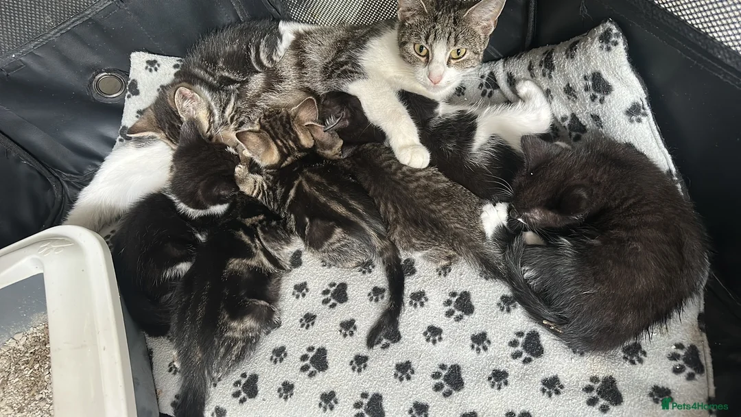 Mixed Breed cats for sale: Bengal x kittens for sale ready now  - Advert 1