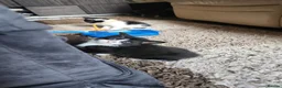 Mixed Breed cats for sale: Beautiful British long and short hair litter  in Worcester - Advert 5