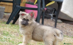 Mixed Breed dogs for sale: Shollies  in Rochdale - Image 15