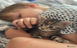 Mixed Breed cats for sale: Beautiful kittens - Image 20