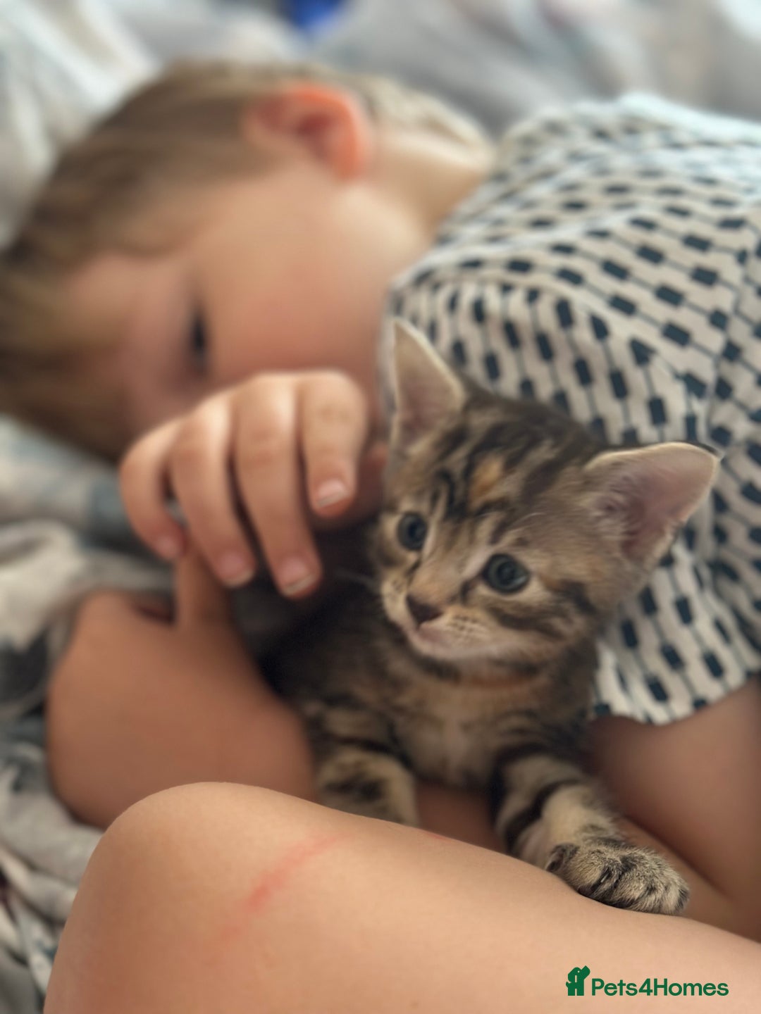 Mixed Breed cats for sale: Beautiful kittens - Image 20