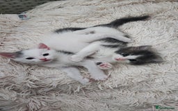Mixed Breed cats for sale: 2 lovely brothers - Image 1