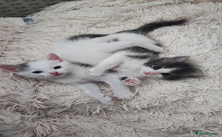 Mixed Breed cats - Advert 1
