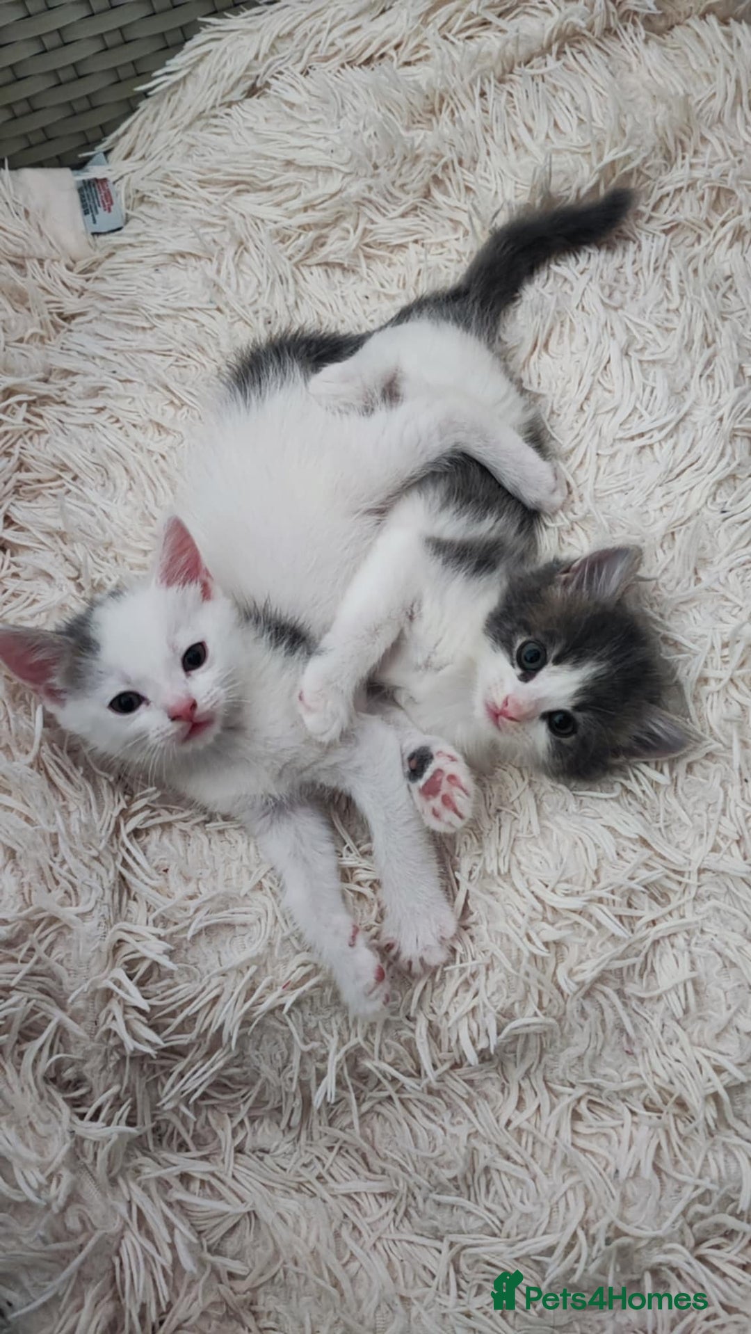 Mixed Breed cats for sale: 2 lovely brothers - Image 1