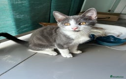 Russian Blue cats for sale: Charming Blue Boys - Image 1