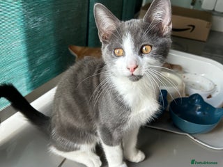 Russian Blue cats - Advert 25