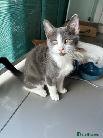 Russian Blue cats - Advert 16