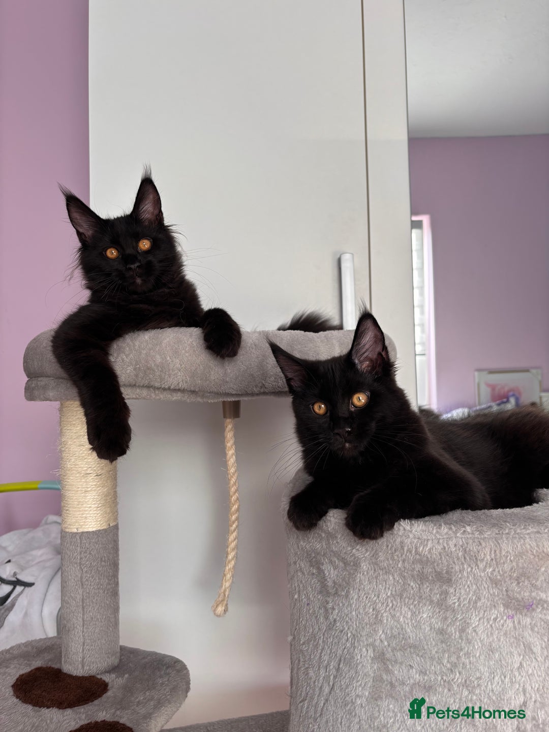 Maine Coon cats for sale: ✨7 Pure Bred Maine Coon Kittens✨ - Advert 3