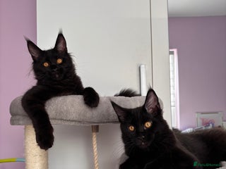 Maine Coon cats ✨7 Pure Bred Maine Coon Kittens✨ - Advert 7