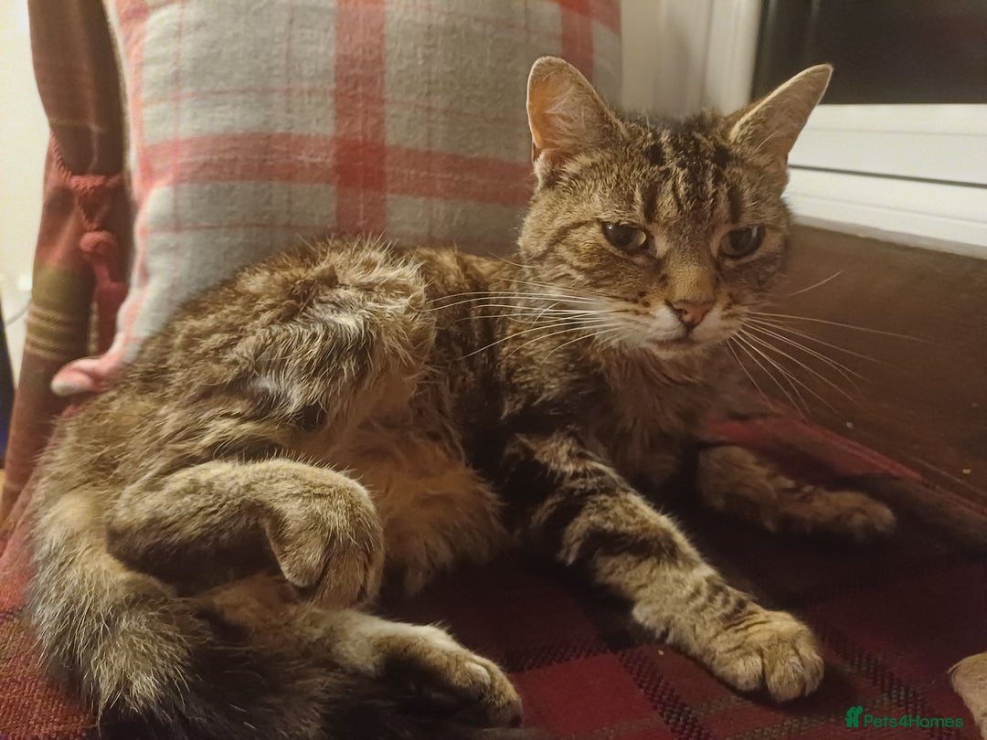 Mixed Breed cats for sale: 6 Lovely and Friendly Cats - Different colours - Advert 33