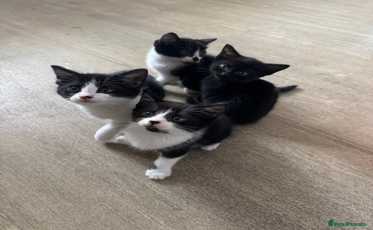 Maine Coon cats - Advert 15