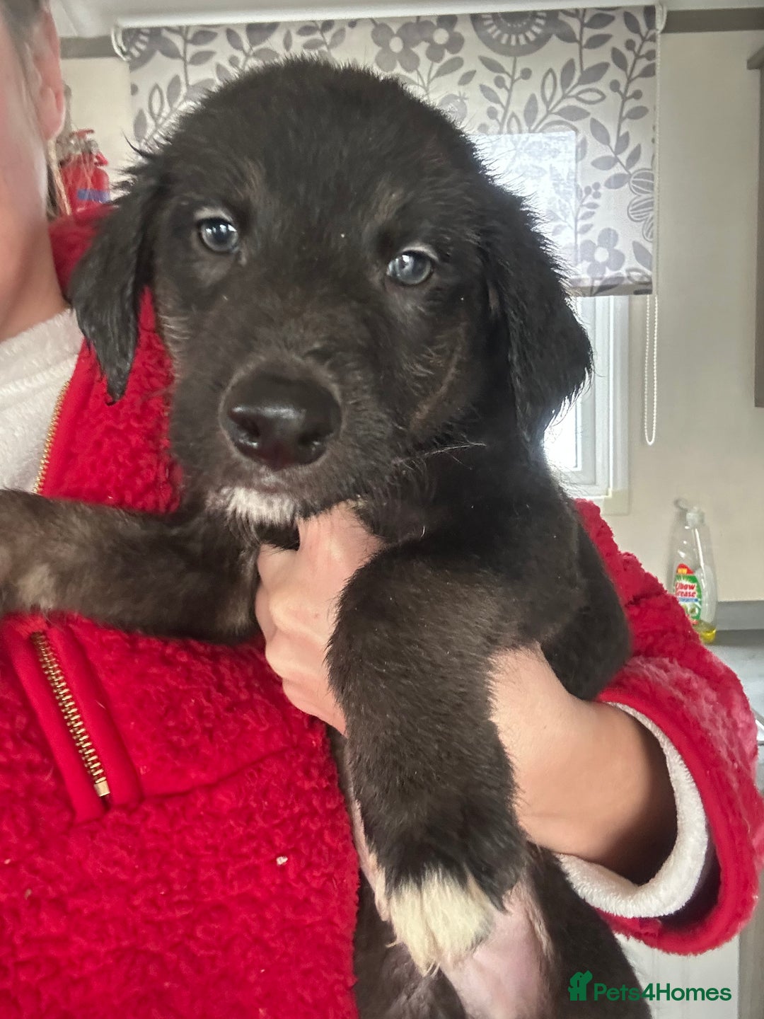 Mixed Breed dogs for sale: Lurchers  - Advert 6