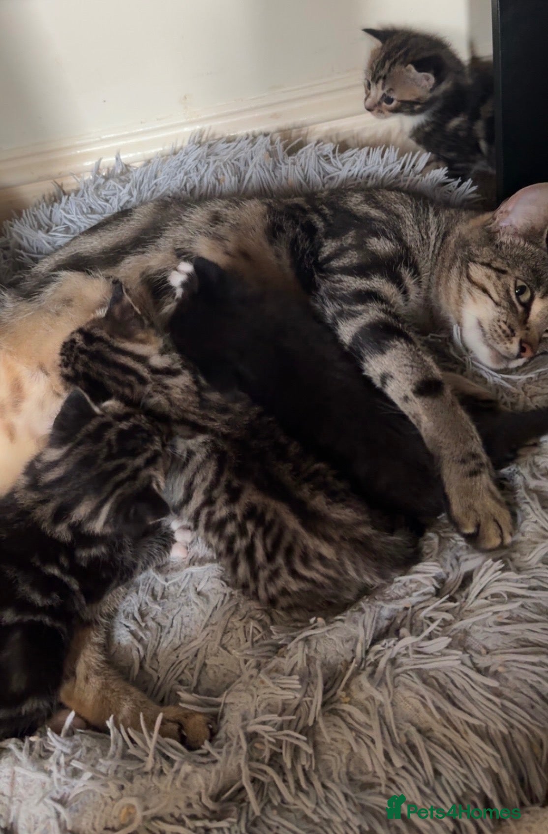 Bengal cats Stunning cross bengal kittens  - Advert 1