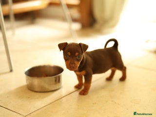 Jack Russell dogs - Advert 4