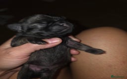 Pug dogs for sale: KC Pug puppies 4 girls 3 boys - Image 22