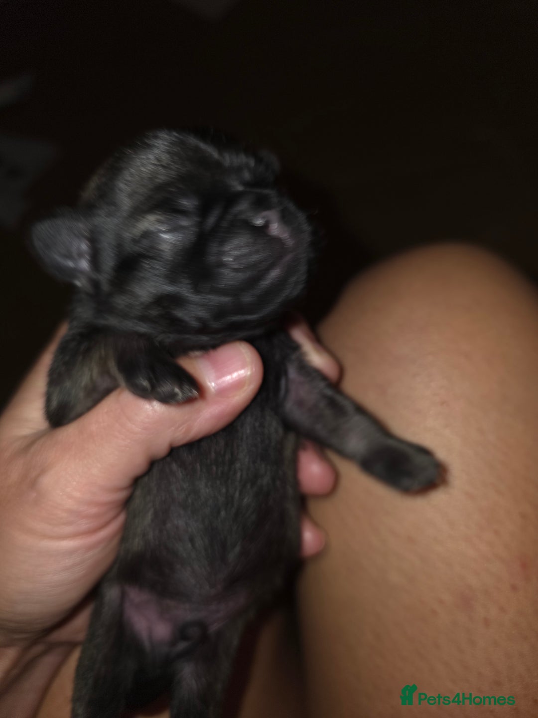 Pug dogs for sale: KC Pug puppies 4 girls 3 boys - Image 22