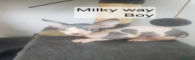 Milky way