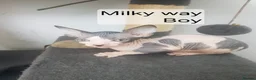 Sphynx cats for sale: Tica quality canadian sphynx kittens - Advert 18
