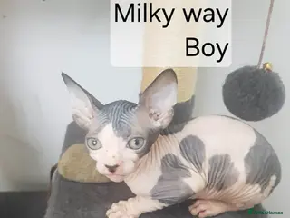 Sphynx cats Tica quality canadian sphynx kittens - Advert 3