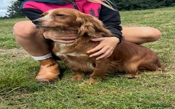 Bocker dogs for sale: Cocker Spaniel X Beagle - Image 9