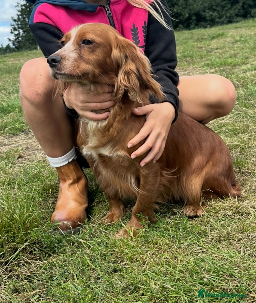Bocker dogs for sale: Cocker Spaniel X Beagle - Image 9