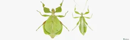 Stick Insects invertebrates for sale: Green Leaf Insect Eggs - Advert 6