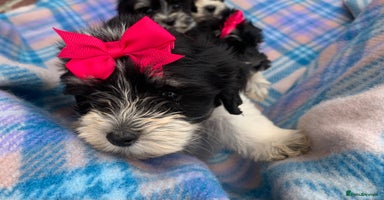 Maltipoo dogs - Advert 16