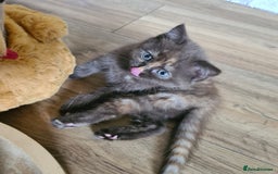 British Shorthair cats for sale: Beautiful British shorthair kittens - Image 20