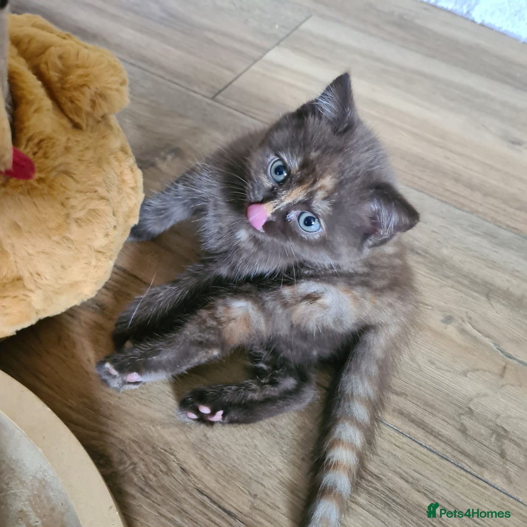 British Shorthair cats for sale: Beautiful British shorthair kittens - Image 20