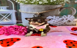 Chihuahua dogs for sale: 💜🤎 Exotic KC LC chihuahuas 🤎💜 - Image 12