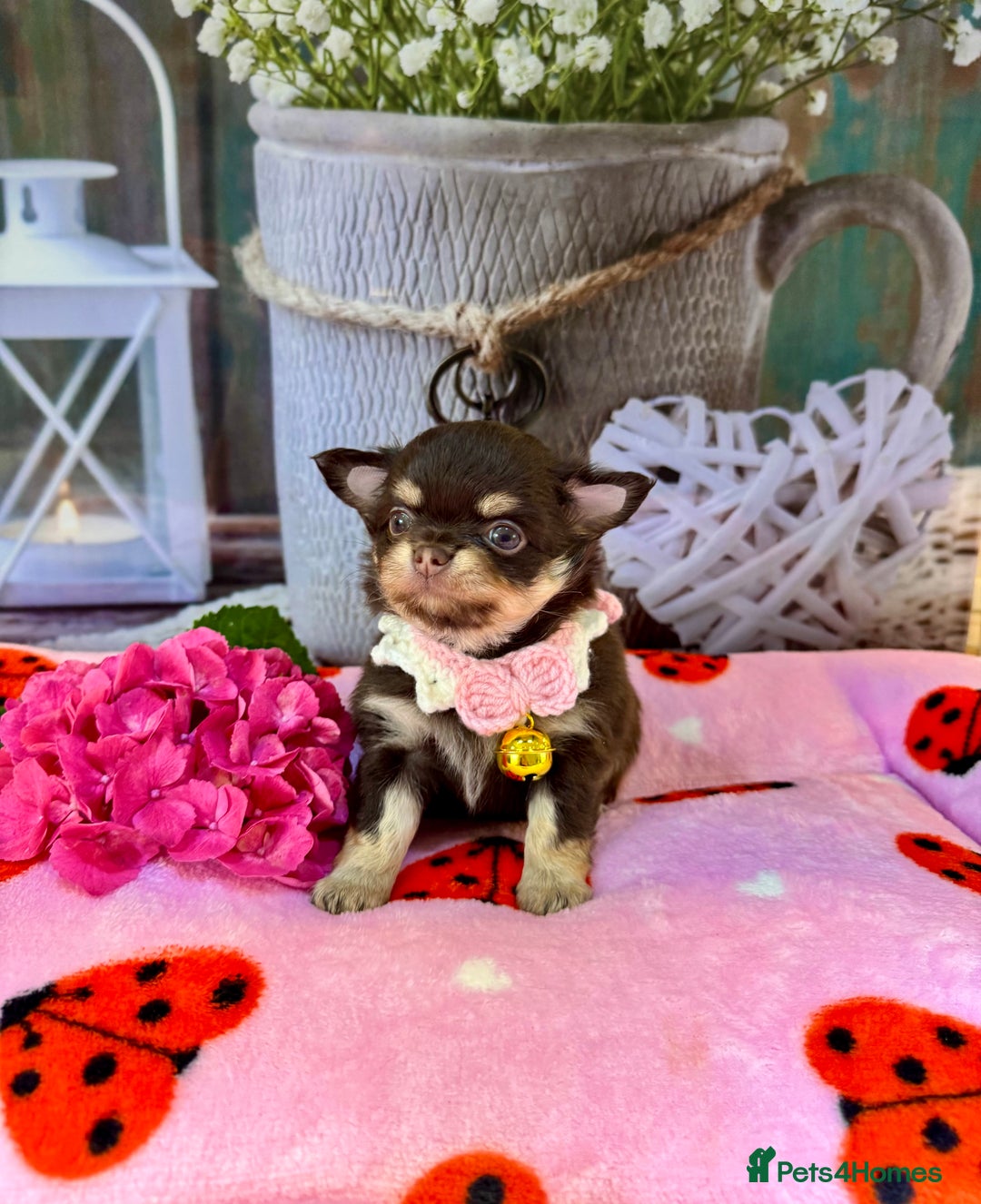 Chihuahua dogs for sale: 💜🤎 Exotic KC LC chihuahuas 🤎💜 - Image 12