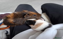 Guinea Pig rodents for sale: 2 male guinea pigs - Image 2