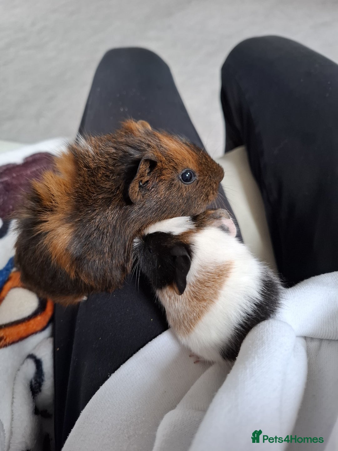 Guinea Pig rodents for sale: 2 male guinea pigs - Image 2