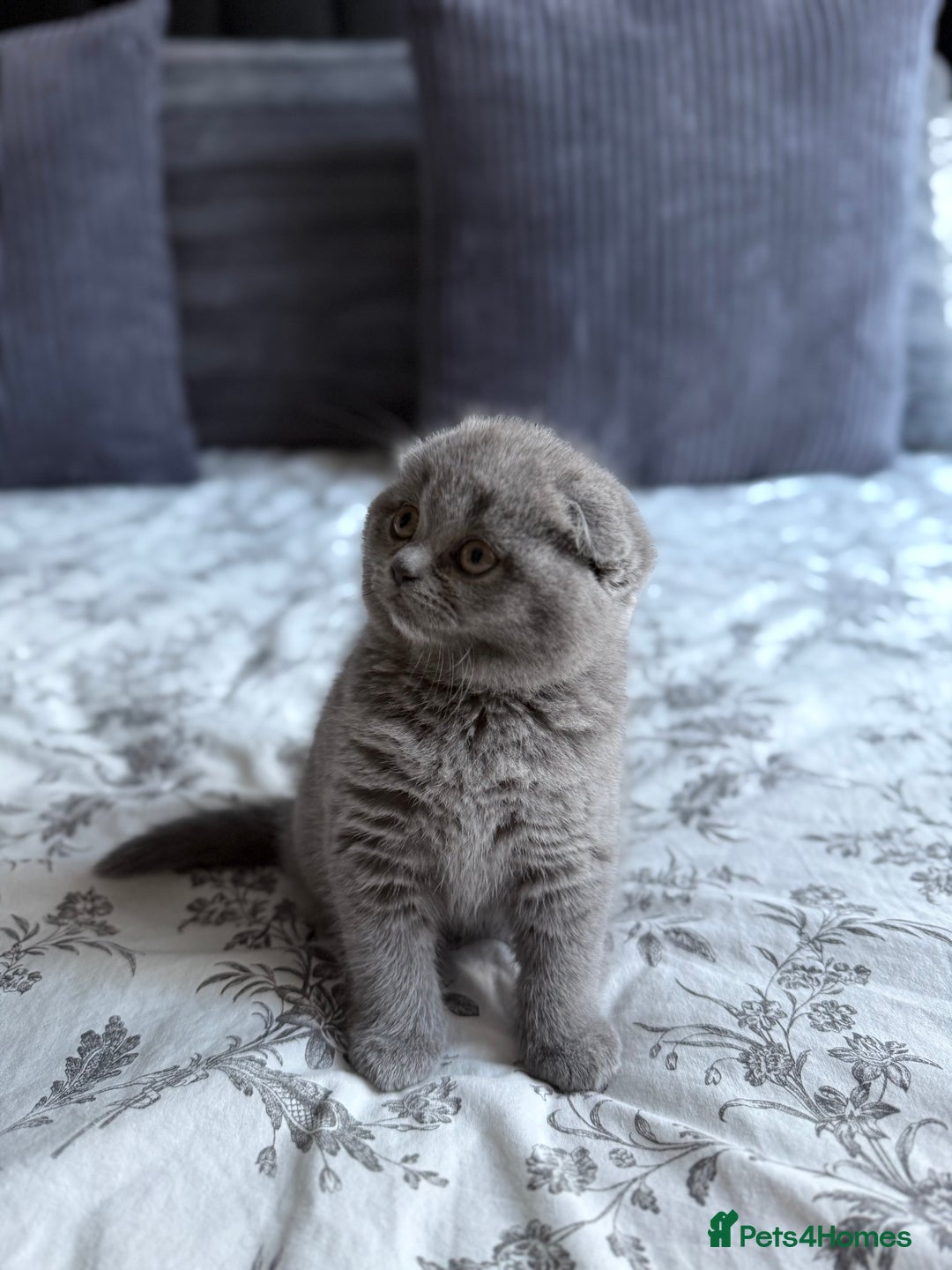 Scottish Fold cats for sale: 5 gorgeous kittens for sale - Advert 9