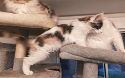 Maine Coon cats for sale: GCCF registered Maine Coon - Image 12