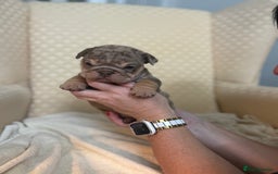 English Bulldog dogs for sale: English Bulldog - Image 13