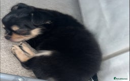 Chihuahua dogs for sale: Long-haired Chihuahua - Image 3