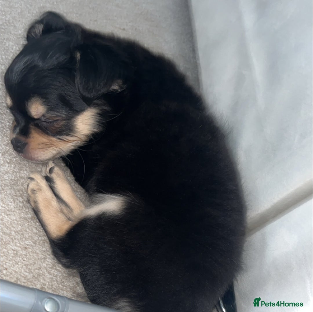 Chihuahua dogs for sale: Long-haired Chihuahua - Image 3
