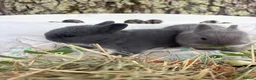 Netherland Dwarf rabbits for sale: Sweet blue Netherland Dwarf bunnies  - Advert 5