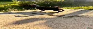 Patterjack 1