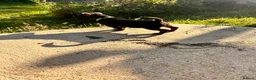 Patterjack dogs for sale: Patterjack pups with amazing & rare colours!  in Etchingham - Advert 8