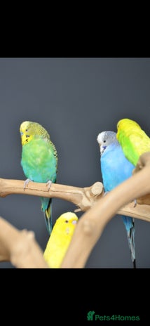Budgerigars birds - Advert 10