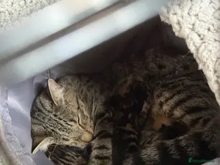 Mixed Breed cats Got three black kittens - Advert 2