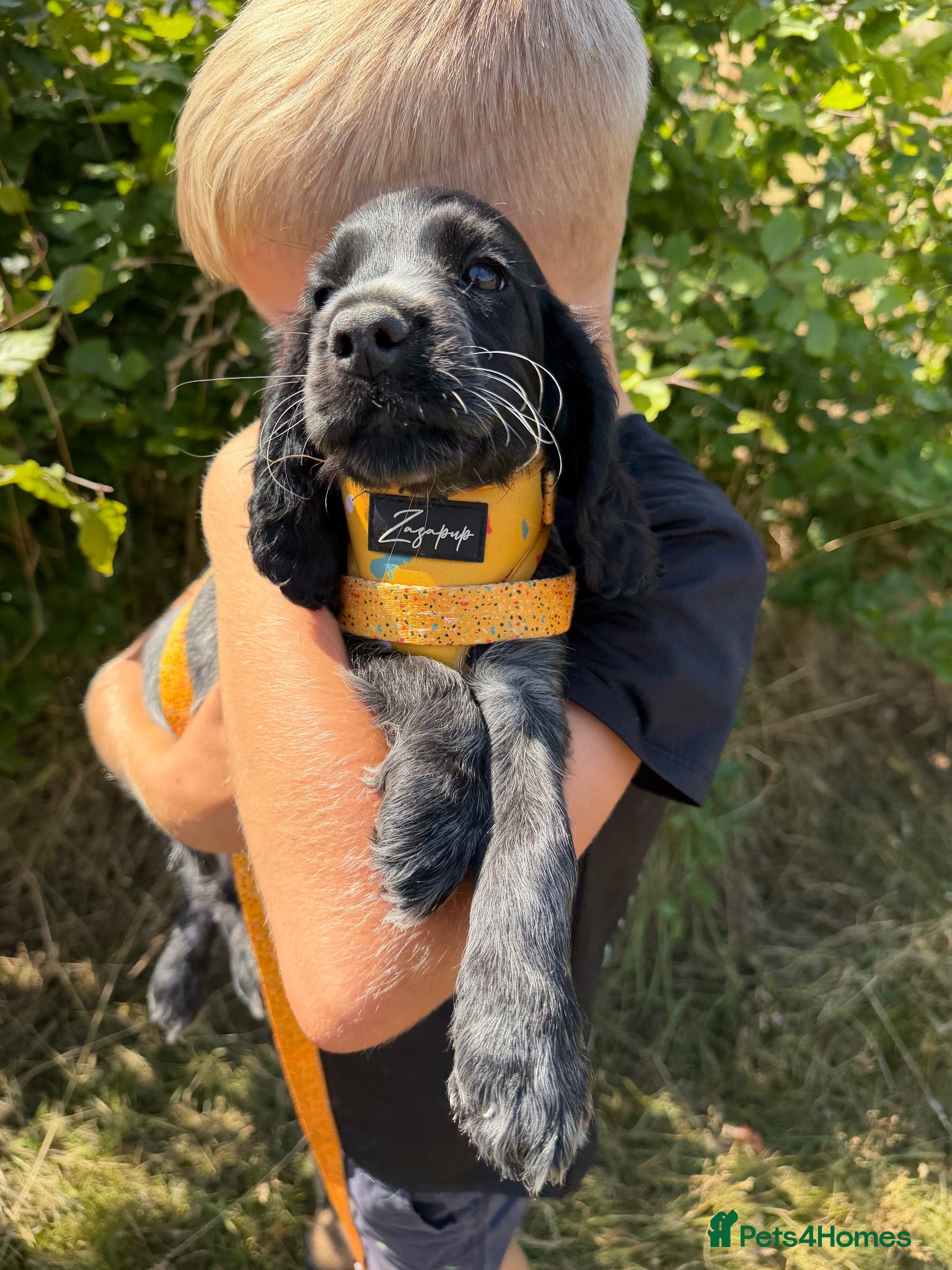 Cocker Spaniel dogs Show cocker puppies - Advert 1
