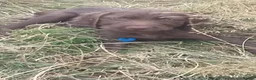Mixed Breed dogs for sale: Ready! 1 very smart boy left - Weimaraner x Vizsla - Advert 25