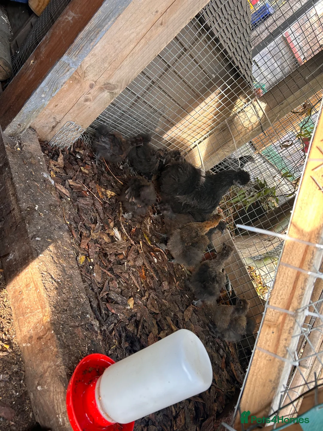 Chickens poultry for sale: Silkie and pekin chicks 8/9 weeks old  - Advert 2