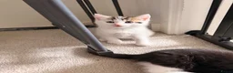 Mixed Breed cats for sale: 2 little kittens looking for forever homes  - Advert 6
