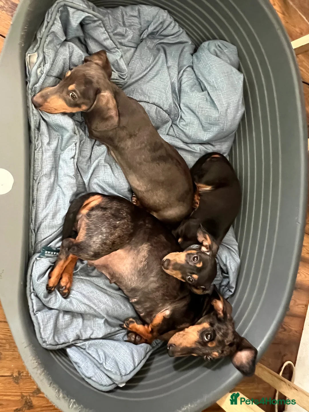 Dachshund dogs for sale: Home reared min Dachsund puppies - Advert 2