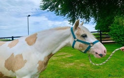 Irish Sports horses for sale: Horse lemon drizzle  - Image 1