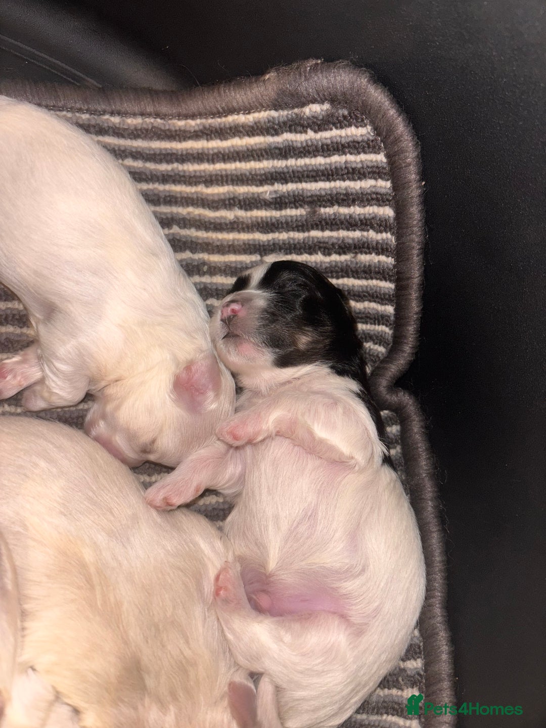 Maltipoo dogs for sale: Stunning Maltipoo babies  - Advert 7